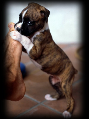 lula