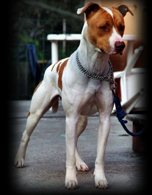 stella