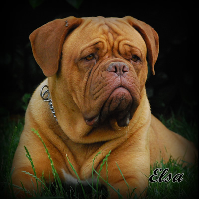 elsa
