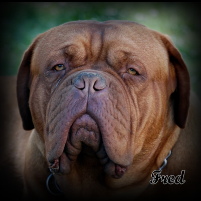 fred