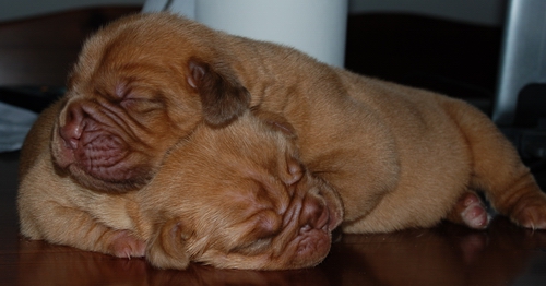 cucciole5 giorni