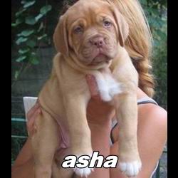 asha