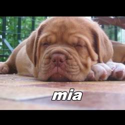 mia