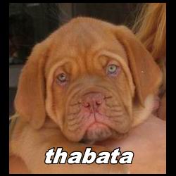 tabata