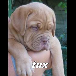 tux