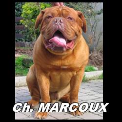 marcoux