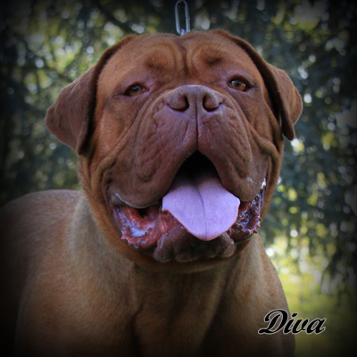 diva