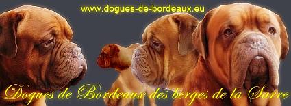 www.dogues-de-bordeaux.eu